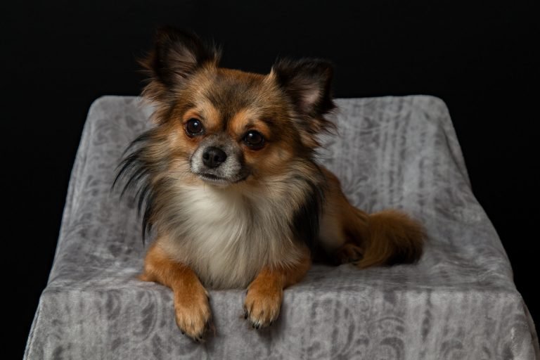 Chihuahua Training
