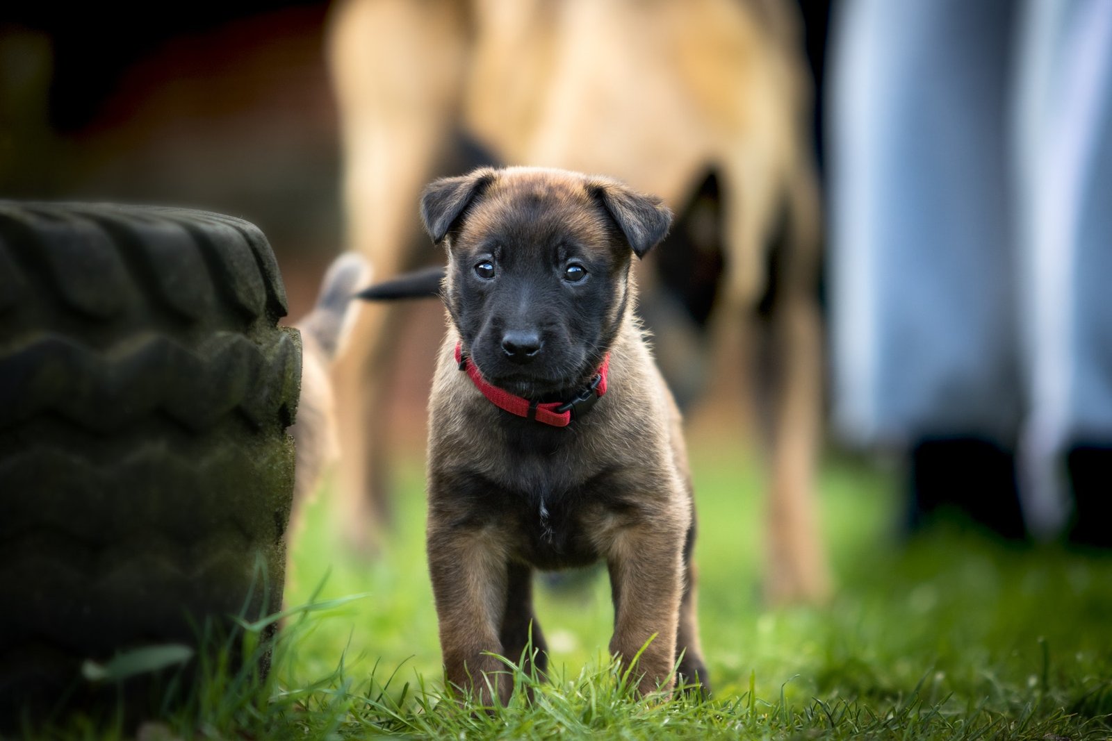Crate Training German Shepherd Puppy in Just One Month
