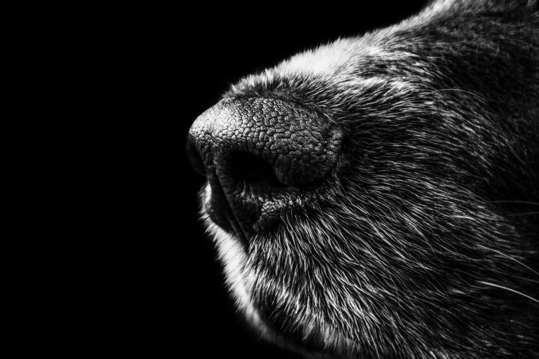 Doggy Dan’s Online Dog Trainer Program Review