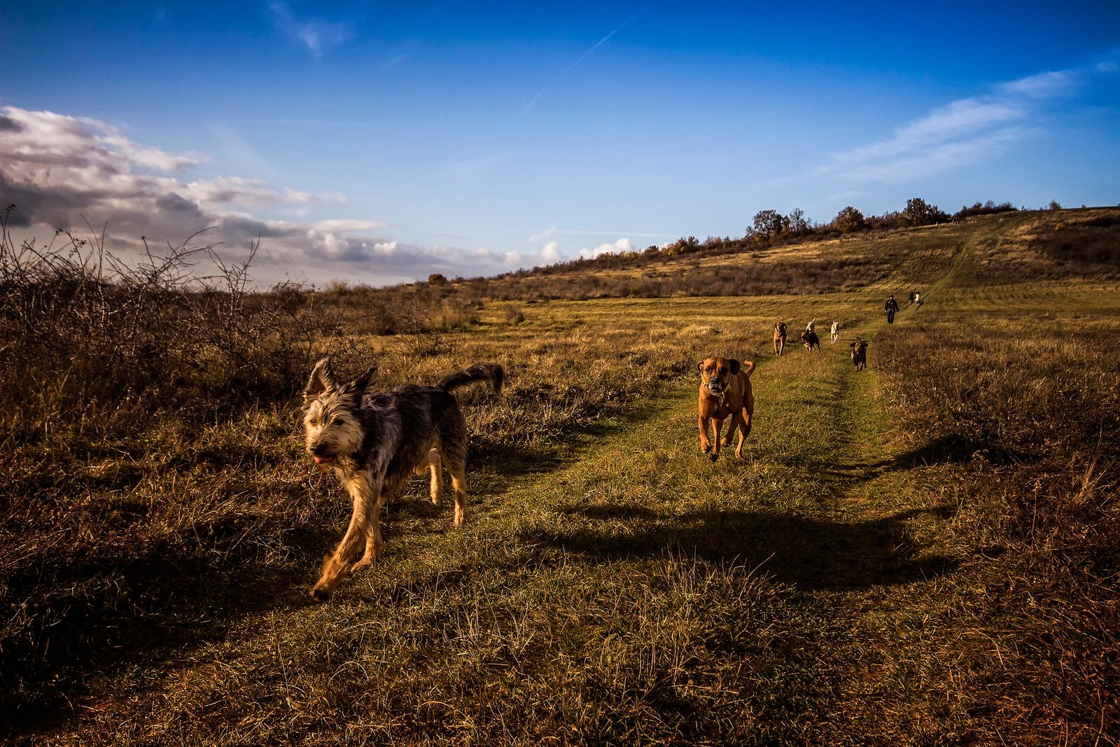 Dog Obedience Training Using Positive Reinforcement