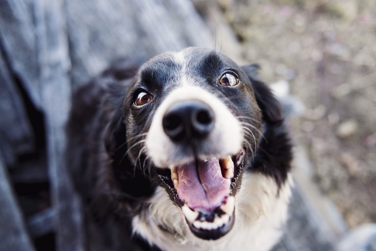 Therapy Dog Training