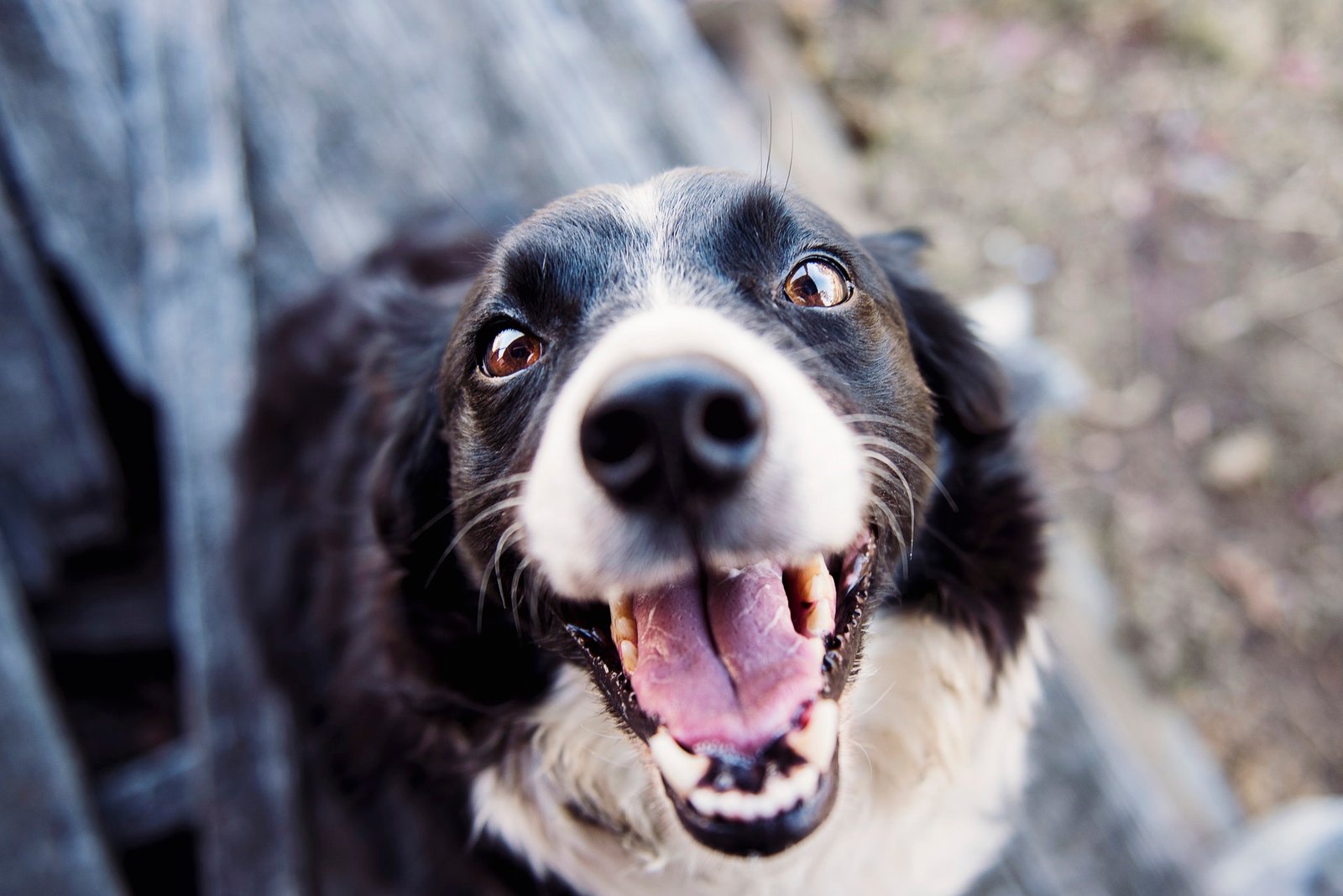 Top Therapy Dog Training Tips for Large Breed Dogs