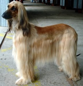 Afghan Hound GeoZoo.org