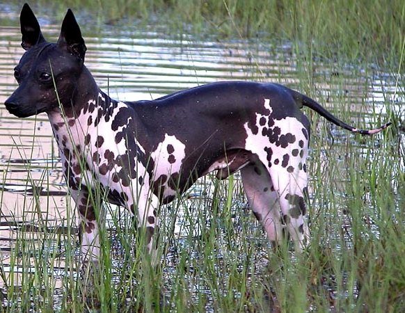 American Hairless Terrier In Water GeoZoo.org