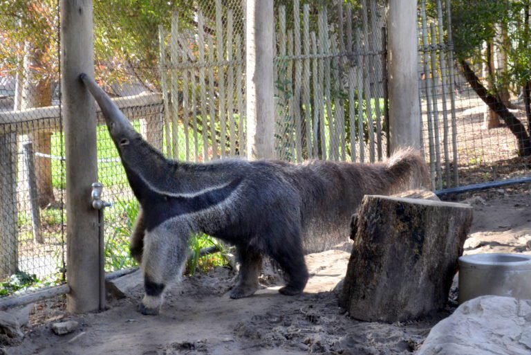 Anteater a Happy Hollow Park & Zoo GeoZoo.org