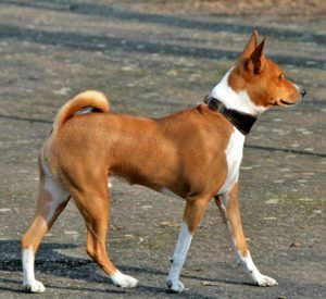 Basenji GeoZoo.org