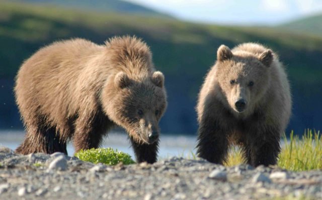 Bears Alaska GeoZoo.org