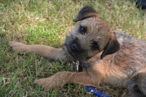 Border terrier GeoZoo.org
