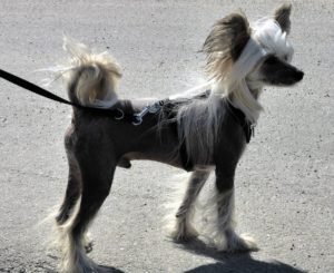 Chinese Crested geozoo.org