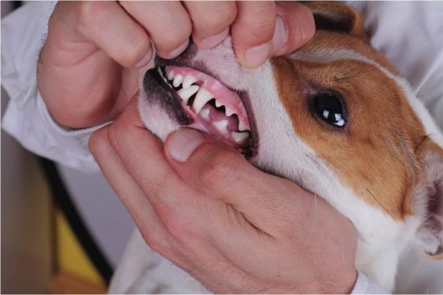 are-my-dogs-gums-healthy-what-to-look-for-and-how-to-check-geozoo