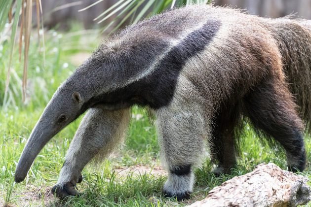 Do Anteaters Make Good Pets?!? Find Out If An Anteater is Right For You ...