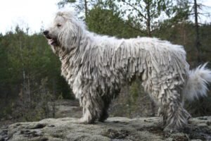 Komondor GeoZoo.org