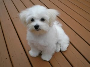 Maltese puppy geozoo.org