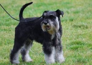 Miniature Schnauzer GeoZoo.org