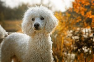 Poodle GeoZoo.org