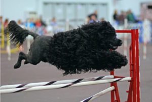 Portuguese Water Dog GeoZoo.org