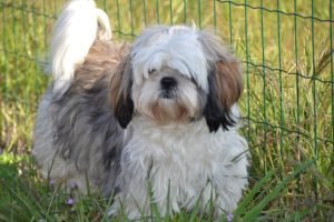 Shih Tzu Petit Furry Dog GeoZoo.org