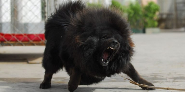 Tibetan Mastiff GeoZoo.org
