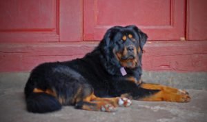 Tibetan Mastiff GeoZoo.org