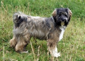 Tibetan terrier GeoZoo.org