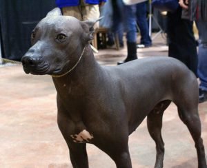 Xoloitzcuintli geozoo.org