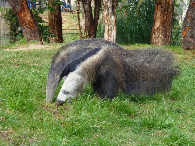 Do Anteaters Make Good Pets?!? Find Out If An Anteater is Right For You ...