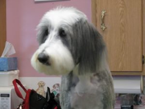 dog grooming geozoo.org