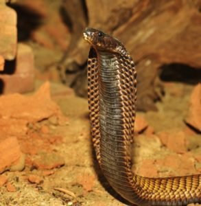 snake geozoo.org