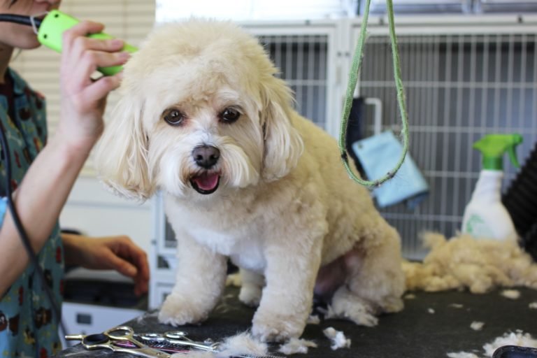 white dog grooming geozoo.org