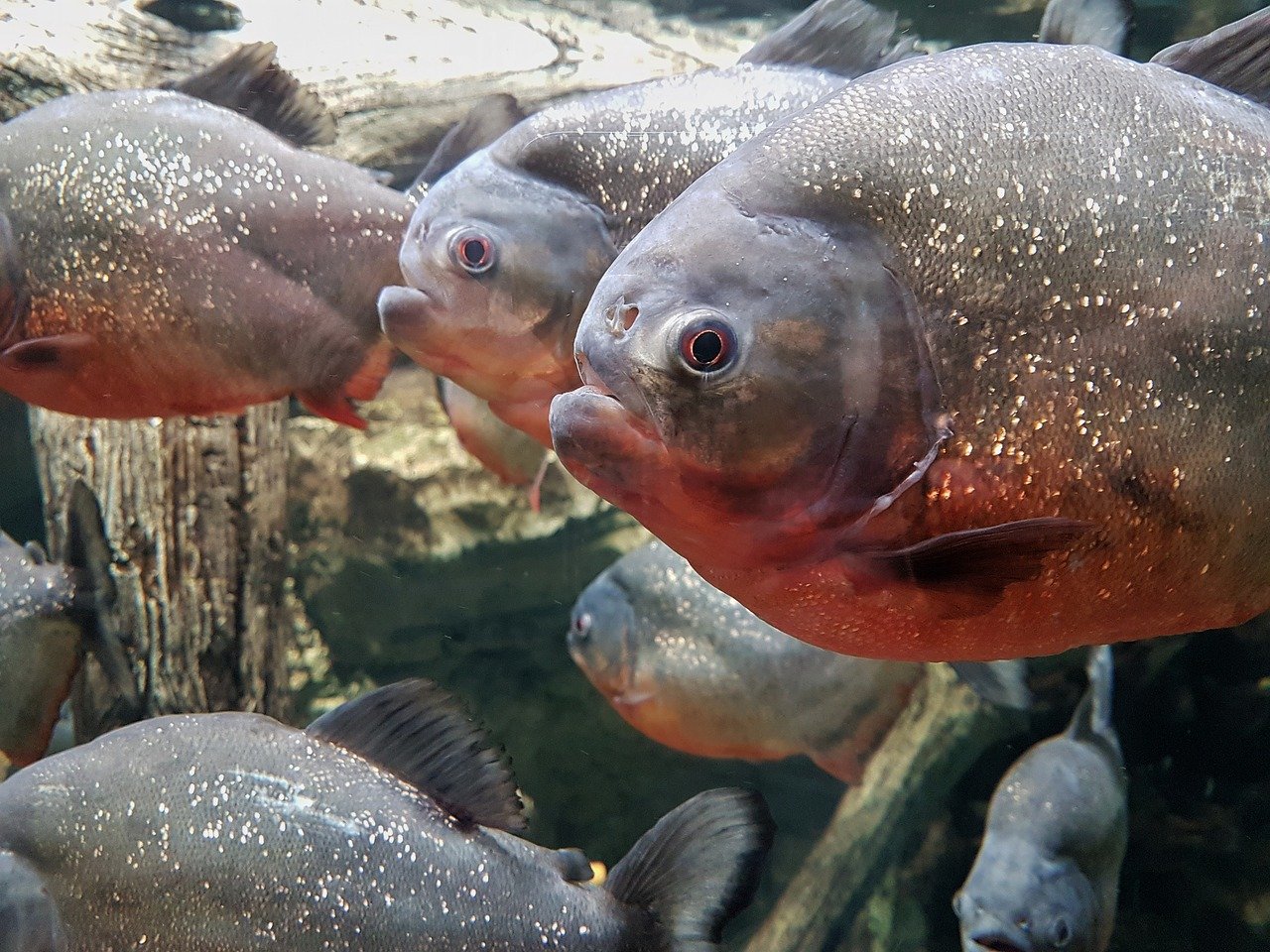 Pet Piranha 101 - Do Piranhas make good pets? - GeoZoo.org