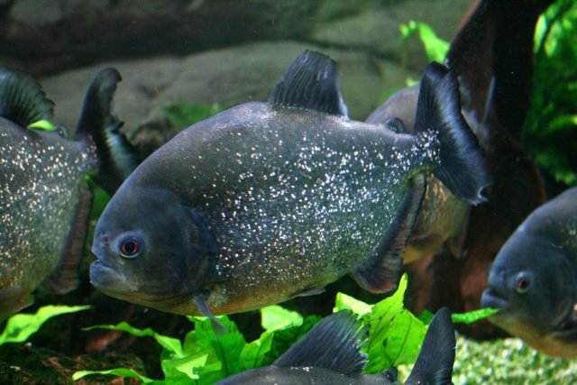Piranha Red Bellied Tropical Tank Fish Aquarium GeoZoo