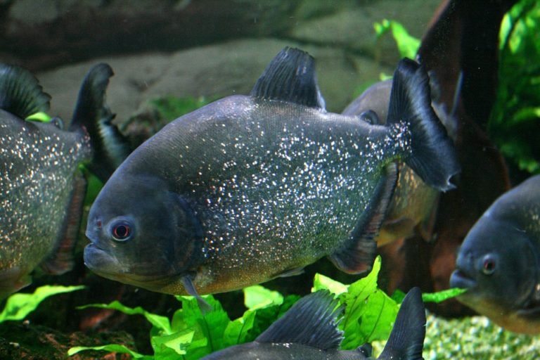 Pet Piranha 101 - Do Piranhas make good pets? - GeoZoo.org