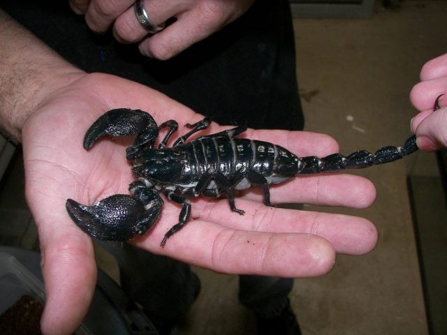 Scorpion on hard geozoo.org