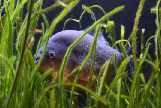 Pet Piranha 101 - Do Piranhas make good pets? - GeoZoo.org