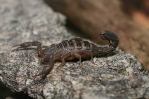 scorpion on rock geozoo.org