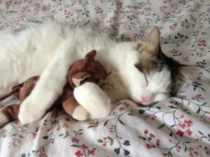 toy hugging cat geozoo.org