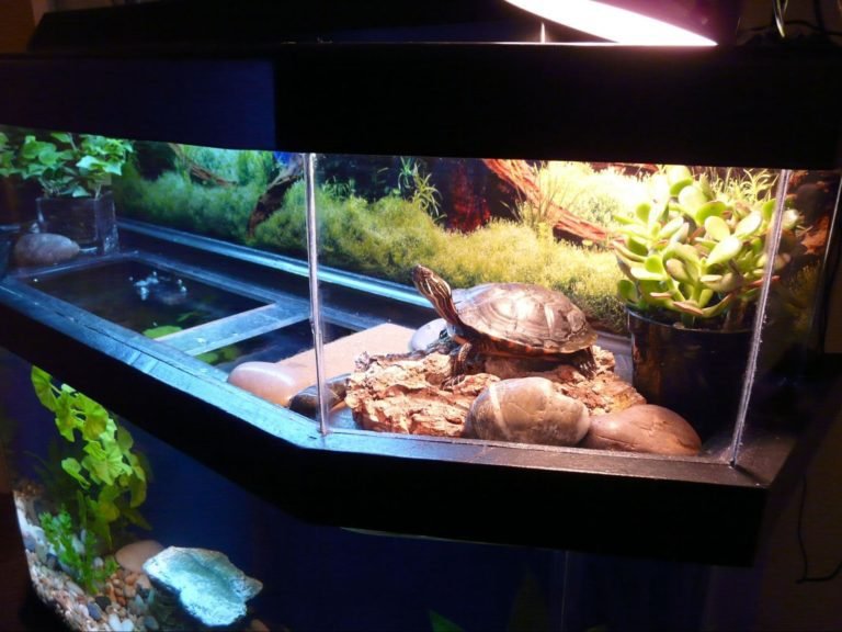 The 12 Coolest Pet Turtle Habitats (with photos)