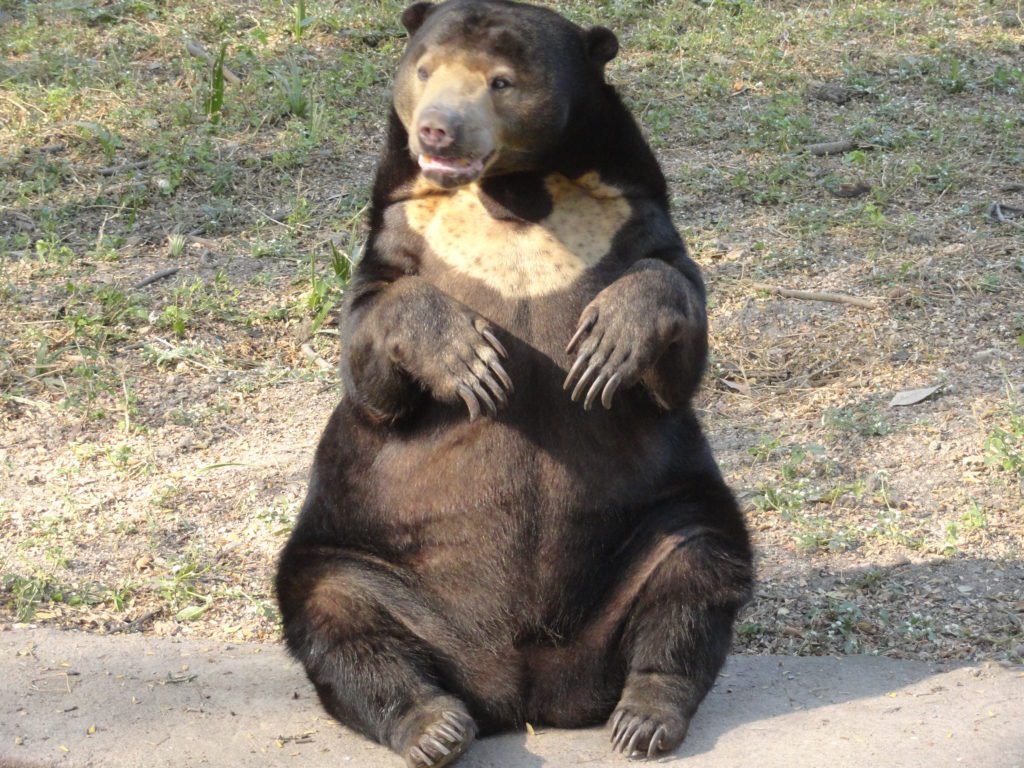 Do Bears Make Good Pets?