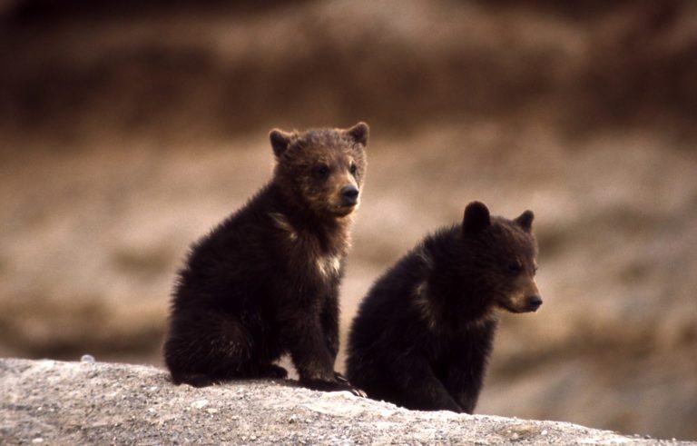 Grizzly Bear cubs GeoZoo.org