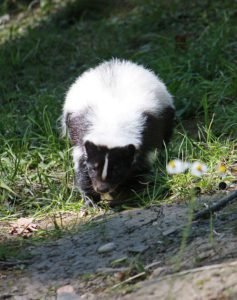 Hooded Skunk (Gelsenkirchen) GeoZoo.org