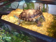 The 12 Coolest Pet Turtle Habitats (with photos) - GeoZoo.org