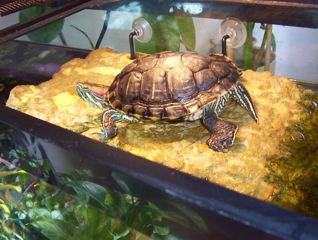 The 12 Coolest Pet Turtle Habitats (with photos) - GeoZoo.org