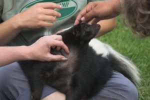 Skunk being cuddled GeoZoo.org
