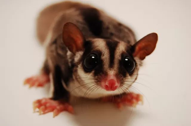 Sugar Glider Looking GeoZoo.org