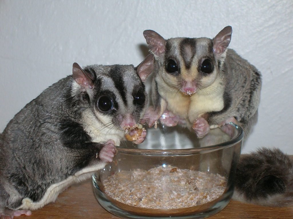 Why Are Sugar Gliders Such Controversial Pets?
