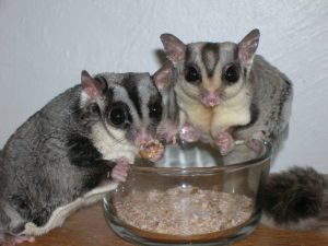 Sugar Gliders eating Mealworms GeoZoo.org