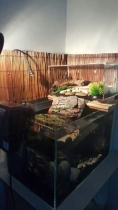 The 12 Coolest Pet Turtle Habitats (with photos) - GeoZoo.org