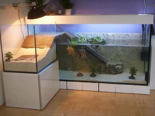 The 12 Coolest Pet Turtle Habitats (with photos) - GeoZoo.org