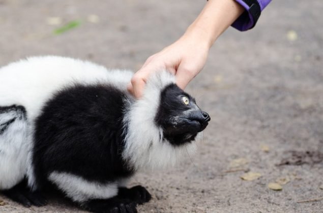 Why oh Why... Our Guide to Owning a Pet Skunk - GeoZoo.org