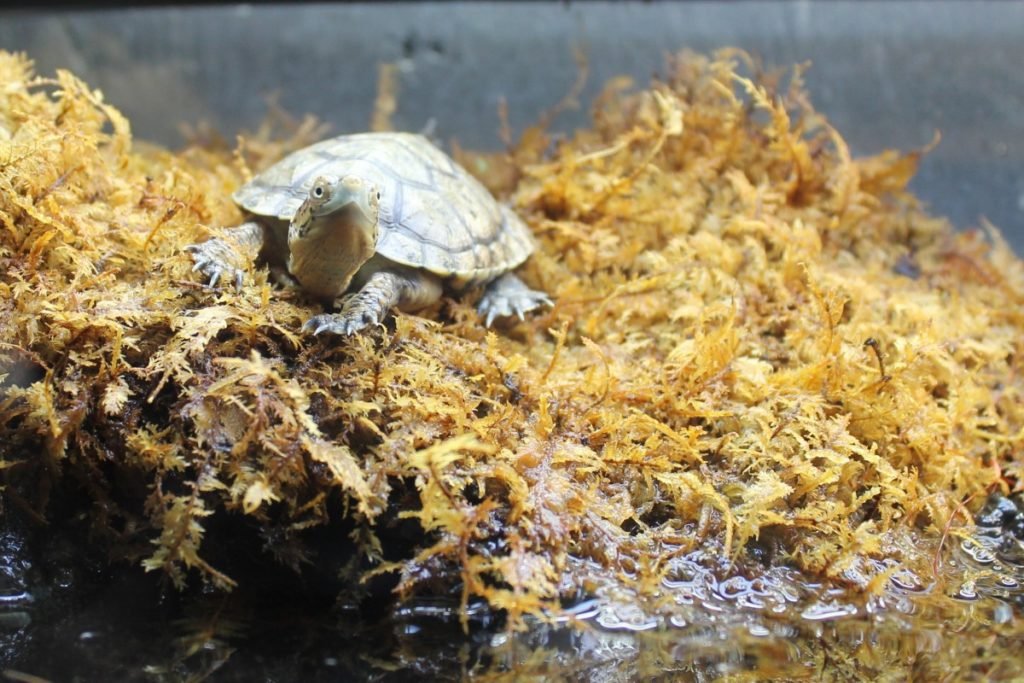turtle_moss_animal_nature_shell_reptile_wildlife_tortoise